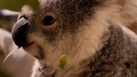 Koala eating leaves