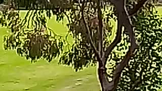 Kangaroos hopping away