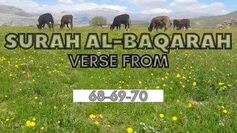 Al Baqarah Verse 68-69-70 #islam #baqarah #surah #quran #quranayat