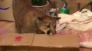 Domesticated puma proves she's just like a house cat