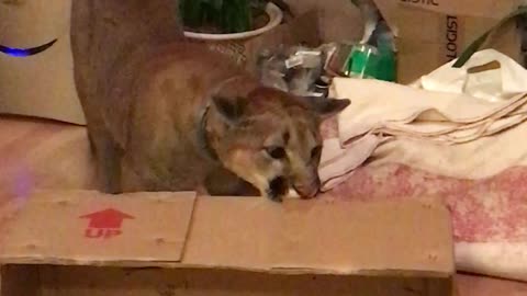 Domesticated puma proves she's just like a house cat