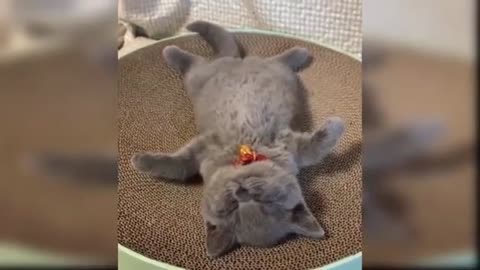 cute cat funny videos clips