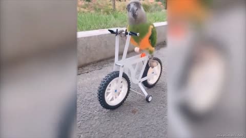 parrot cute funny video
