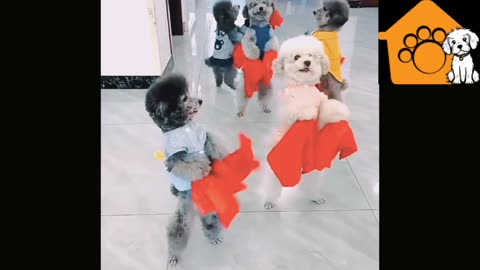 Cute dogs loves to dance with music