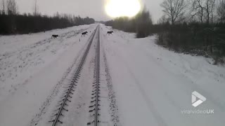 Moose dodge train