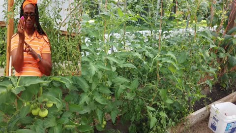 Tomato hornworm prevention tips and trick - ASL Interpreted