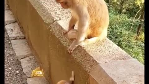 Cutest baby animals Videos Compilation Cute moment of the Animals!!