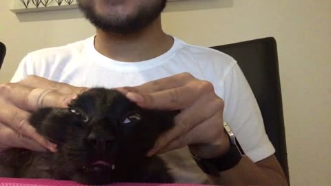 Cat Loves A Head Massage More Than Anything