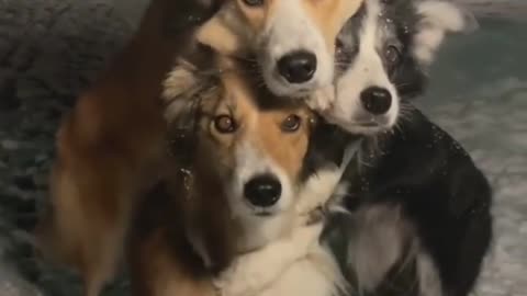 Cute Dog All Together
