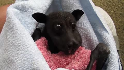 He's cranky, Rescue Bat enjoy Banana