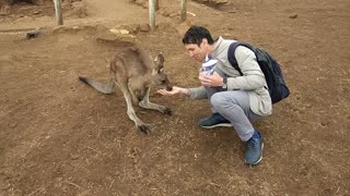 Bonorong Wildlife Sanctuary, Tasmania