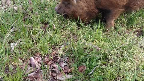 Piggies in the Spring grass!
