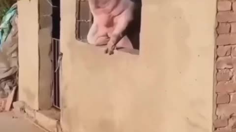 Funy pig