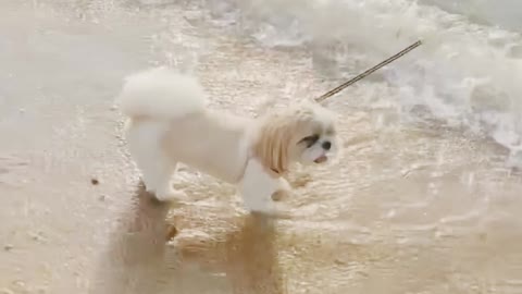 Cute puppy playing on the beach
