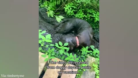 Funniest Dogs Playing in Mud