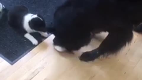 Dog steals toy from small puppy