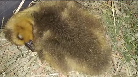 🐤 The Cutest Sleeping Baby Goose ❤