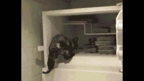 Gif video of cat robbing the fridge