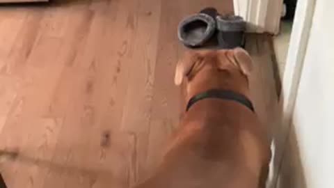 Dog knows how to shut the door on command