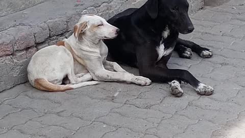 Street Dogs Love Story - Video Viral