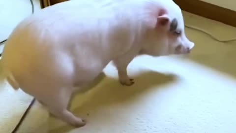 Pig vs Vacuum Cleaner - Clever pig!
