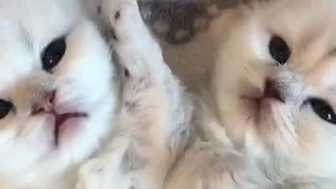 Snuggly Kittens
