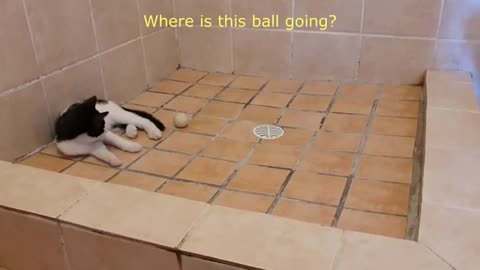 The Adventures of Jingle Bells - 8 Weeks Male Kitten Playing with a Table Tennis Ball in the Shower.