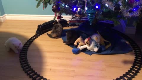 Kittens see a train under the Christmas tree!