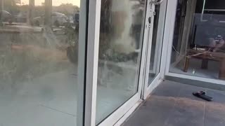 Persistent Pup Keeps Pushing Door