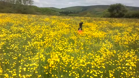 Border Collie finds frisbee in field of flowers