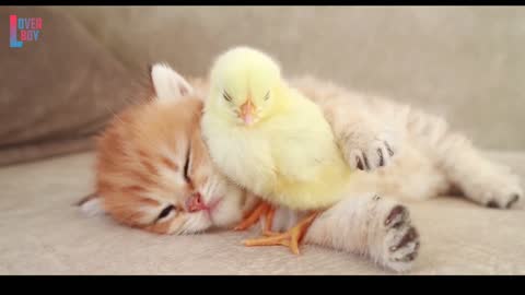 😊😊🤗🤗Cuteeeeeeee friends bird and cat