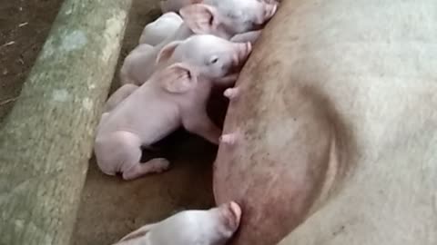 Mother pig just gave birth for the second time