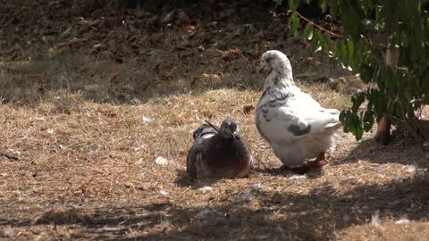 Bath bird