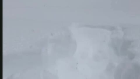 Dog Jumps Into Snow and Gets Buried Underneath