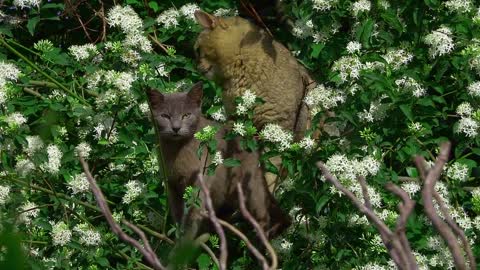 cats in the tree