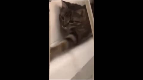 Compilation of Funny Cat Videos