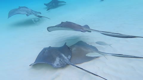 Majestic Stingray Underwater Footage Grand Cayman