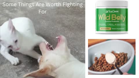 WILD BELLY DOGS PROBIOTIC REVIEW, ITCHY SKIN, STOMACH PROBLEMS.