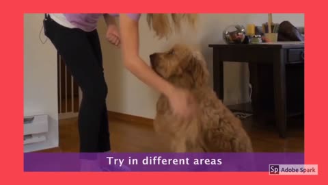 How to TRAIN your Dog to SIT - Step 2 - Dog Training Videos For Beginners.
