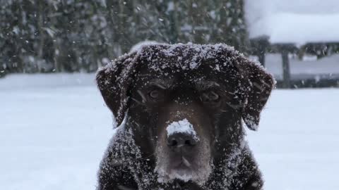 Labrador dog in hiver