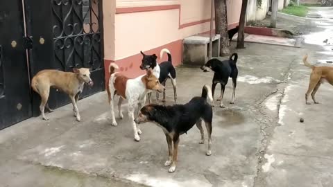 Street dog flght dog 🐕 fight dogs barking