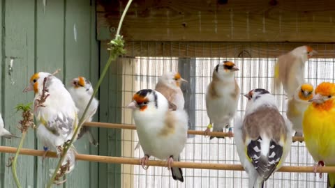 carduelis goldfinches - sounds and song