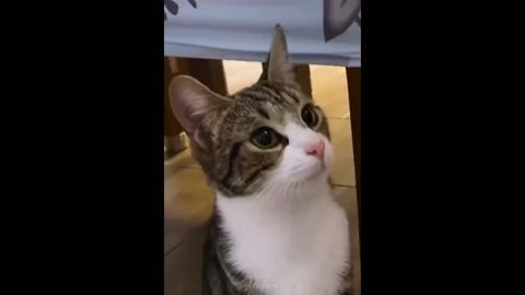 Funny and Cute Cat's Videos!!!!!!!!!!!!!!!!!!!!!!!!!