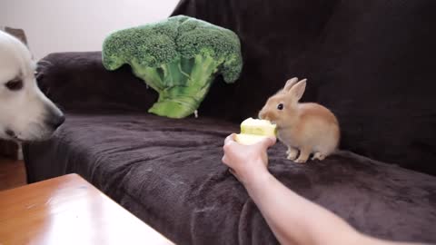 Apple Eating Competition My Golden Retriever Dog vs. Rabbit