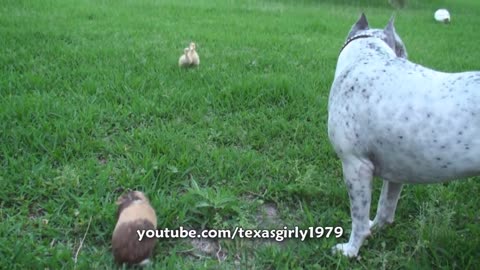 Pit Bull Sharky the Bodyguard Dog VS Mr. Rooster ATTACKS.