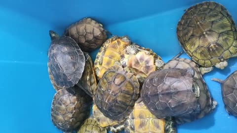 Lots of Brazilian turtles