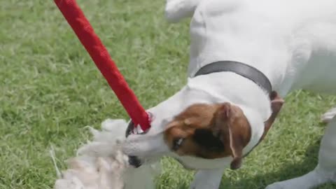 Dog-on-leash-playing-with-toy