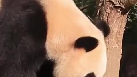 Giant panda eats watermelon to quench thirst and cool down