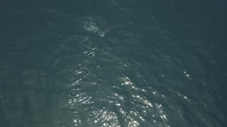 Drone Footage of Sunfish Being Chased by Smaller Fish