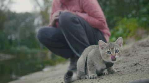 British Shorthair Tabby cat in collar walking on sand outdoor - plays with sprig